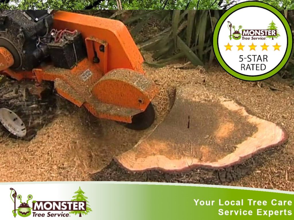 Tree Removal: Tips and Tricks for a Stress-Free Process