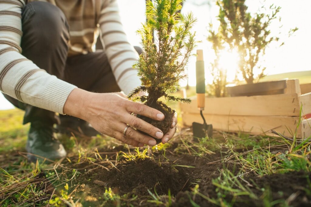 Rooted in Beauty: How Professional Tree Care Transforms Hamburg’s Outdoor Spaces